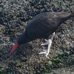 Blackish Oystercatcher